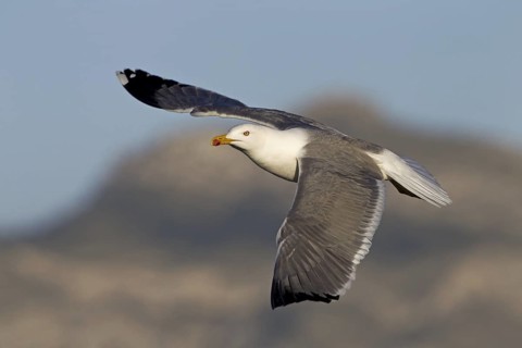 Yellow-legged Gull (Larus michahellis) flying, Mallorca, Spain