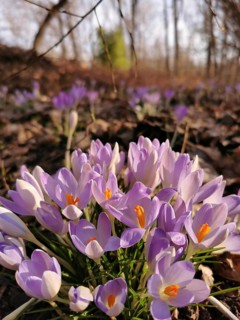Purple crocuses (crocus) blooming in the wooded spring light, Berlin