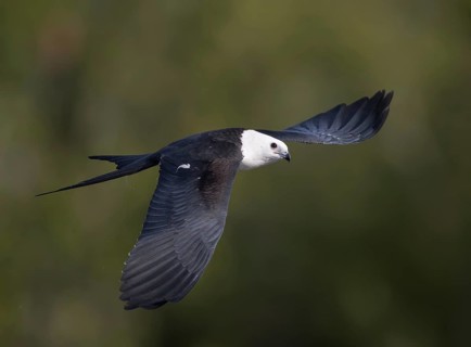 Swallow-tailed Kite (Elanoides forficatus) flying, Florida, USA