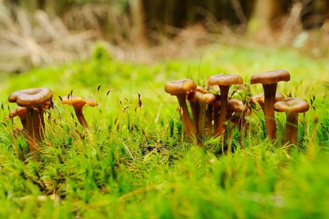 Group of brown mushrooms on mossy ground in the natural environment of the forest, trumpet