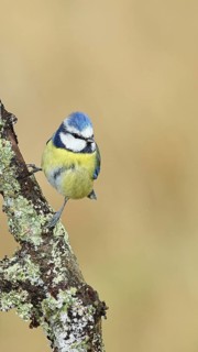 Blue tit (Parus caeruleus), sitting on a branch overgrown with lichen, Wilnsdorf, North