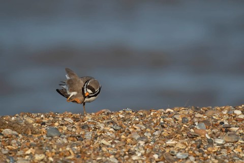 Ringed plover (Charadrius hiaticula) adult bird preening on a shingle beach, Suffolk, England,