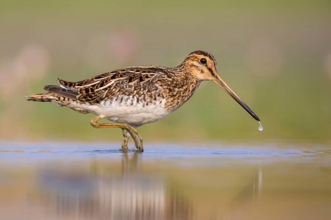 Common Snipe (Gallinago gallinago) foraging, Poland