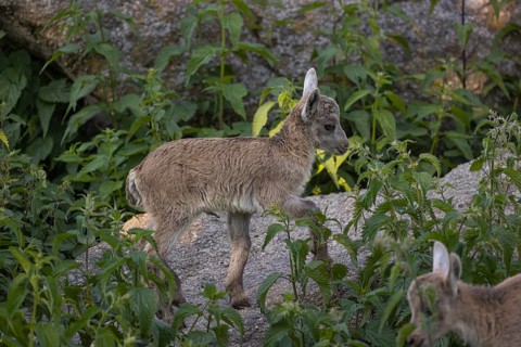 Two baby ibex (Capra ibex) standing in green vegetation