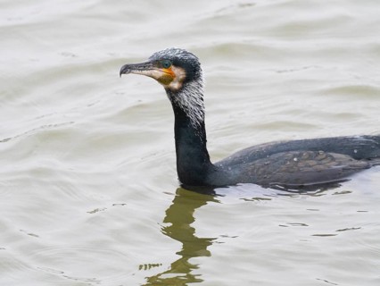 Great cormorant (Phalacrocorax carbo), male adult in breeding plumage, swimming across a lake,