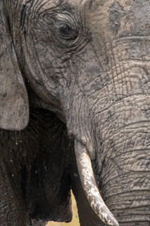 A detailed close-up of an elephant exploring the Masai Mara in Kenya on a safari. The image