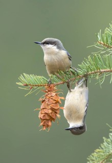 Pygmy Nuthatch (Sitta pygmaea) perched on a conifer branch, Colorado, USA