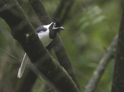 White-tailed Jay (Cyanocorax mystacalis), Guayas, Ecuador