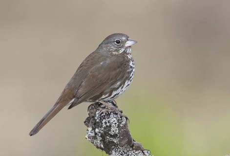 Sooty Fox Sparrow (Passerella unalaschcensis), Alaska, USA