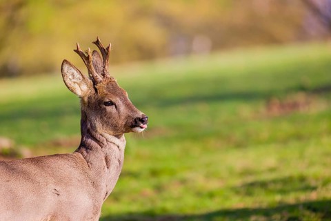 Portrait of a Roe Deer buck, (Capreolus capreolus)