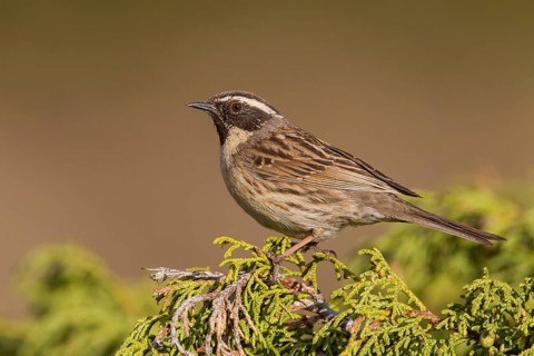 Black-throated Accentor - Schwarzkehlbraunelle - Prunella atrogularis ssp. huttoni, Kazakhstan,
