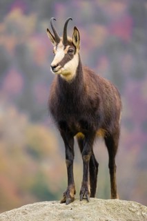 An adult Chamois (Rupicapra rupicapra) stands on a rock. A forest in fall foliage is in the