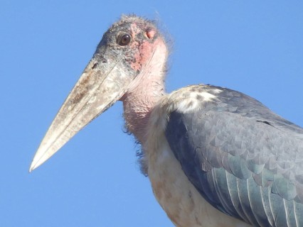 Close-up of a marabou (leptoptilos crumenifer) with detailed plumage against a blue sky, Ethiopia