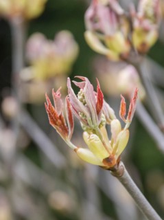 Horse chestnut (Aesculus × mutabilis 'Induta')