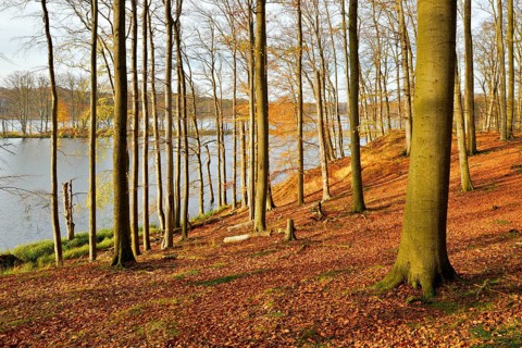 Untouched old beech forest at Schweingartensee in autumn, Müritz National Park, Serrahn sub-area,