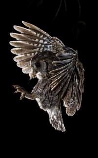 Eurasian Scops Owl (Otus scops) flying with insect in beak, Madrid, Spain