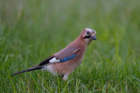 Eurasian Jay (Garrulus glandarius), Poland