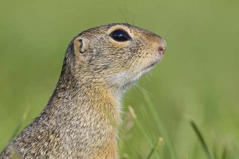European ground squirrel, (Spermophilus citellus), Schlichtziesel, animals, mammals, family of