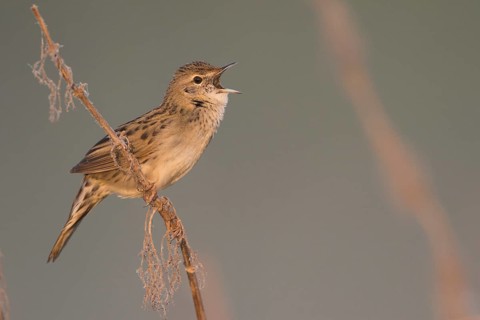Common Grasshopper Warbler - Feldschwirl - Locustella naevia ssp. straminea, Russia