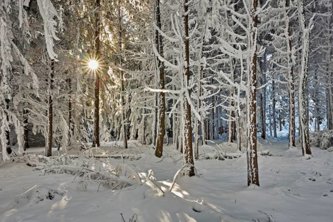 Sun shining through forest in snow and hoarfrost, Horben, Beinwil, Freiamt, Canton Aargau,