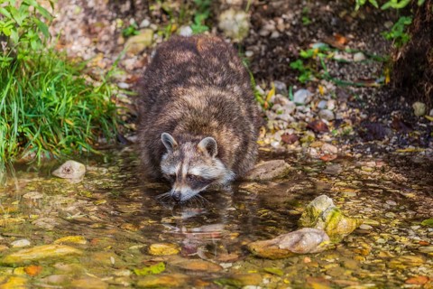 One adult Raccoon Procyon lotor, stands in the shallow water of a creek between rocks and drinks