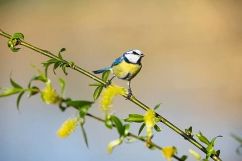Blue tit (Parus caeruleus) Germany