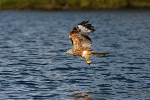 Rotmilan, lat. Milvus milvus, Altvogel im Flug über dem Gewässer mit einem gefangenen Fisch