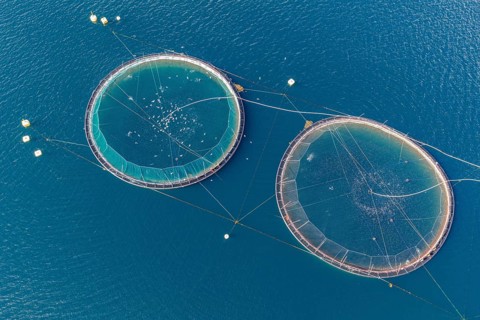 Cages of a salmon farm, at Raften at the Raftsund, the waterway between Lofoten and Vesteralen,