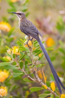 Cape sugarbird (Promerops cafer), Harold Porter National Botanical Gardens, Betty's Bay, Western