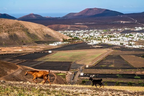 Farming near the picturesque village of Yaiza at the foot of the volcanic mountains, Lanzarote,