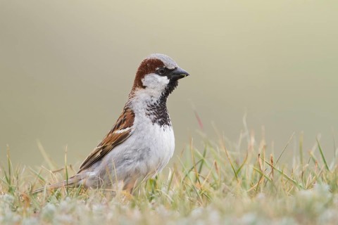 House Sparrow - Haussperling - Passer domesticus ssp. domesticus, adult male, Kazakhstan
