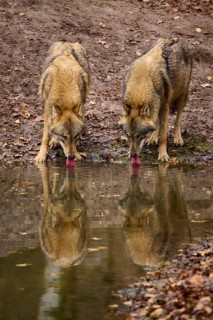 Two wolves drinking side by side from a waterhole in an autumn atmosphere, Wolf (Canis lupus),