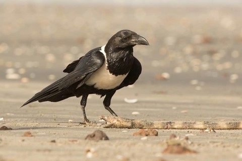 Pied Crow (Corvus albus) with snake eel, Gambia