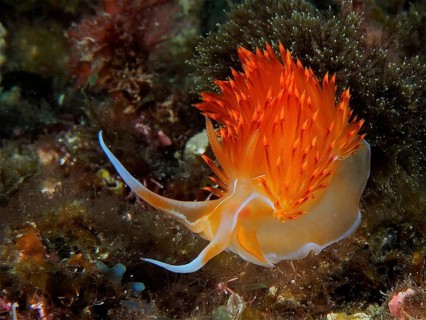 Orange Godiva (Dondice banyulensis)