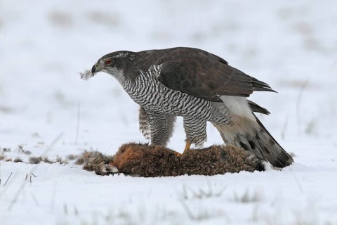 Northern Goshawk (Accipiter gentilis) female, Baden-Wuerttemberg, Germany