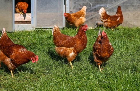 Wesel, North Rhine-Westphalia, Germany, Free-range organic chickens in a meadow in front of a