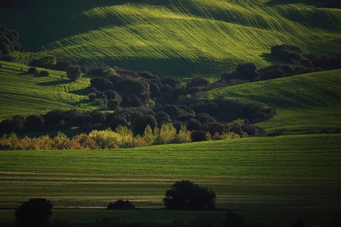 Sunlit green hills with vibrant, lush trees dotting the landscape, creating a serene and