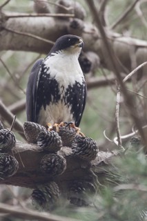 Black Sparrowhawk (Accipiter melanoleucus), Western Cape, South Africa
