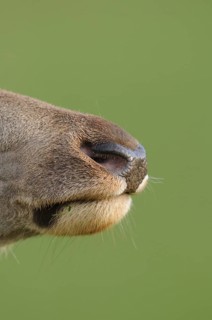 Close-up of a nose, focused on texture and colour, red deer (Cervus elaphus), Bavaria
