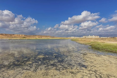 Landscape Oman, Raysut Waste Water Treatment Plant, Tree, Palm, Building, Steppe Eagle, Aquila