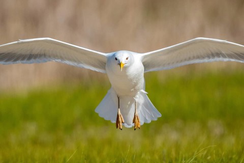 Caspian Gull (Larus cachinnans) flying, Romania