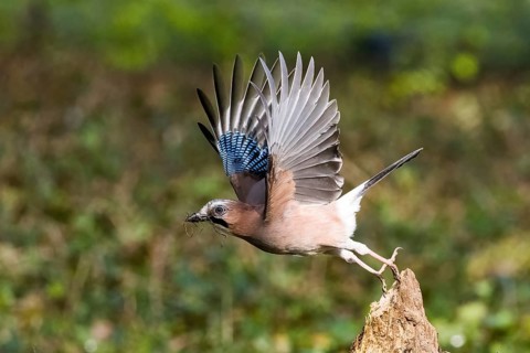 A jay (Garrulus glandarius) with nesting material in its beak flies off the tree stump with its