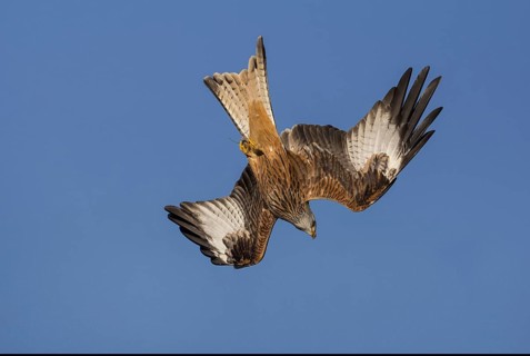 Red Kite (Milvus milvus) flying, Wales, United Kingdom