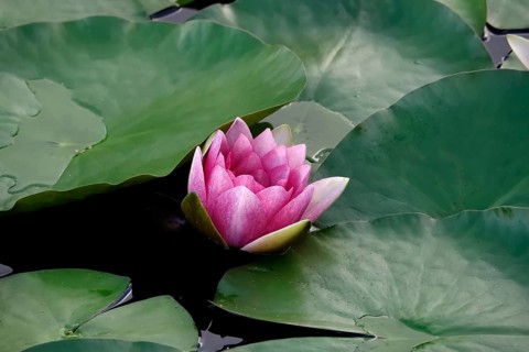 Water lily pond in late summer, water lilies (Nymphaea), Saxony, Germany