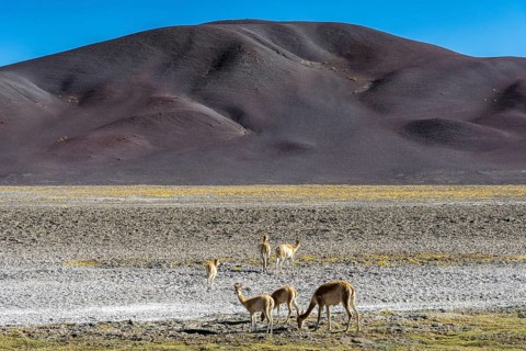 Vicunas graze peacefully in the Andean Highlands of La Puna, Argentina, surrounded by rugged hills
