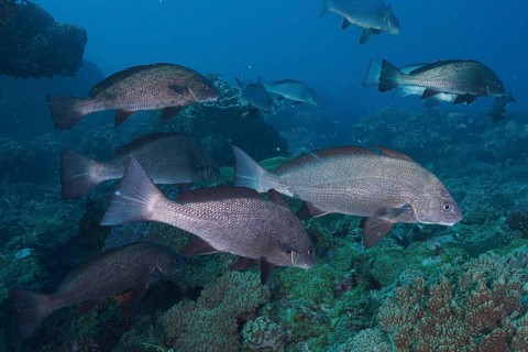Slender Bardman (Umbrina ronchus Umbrina robinsoni)