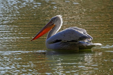 Pelican (Pelecanidae, Pelecanus), swims in water, captive, Germany