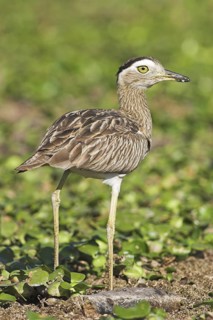 Double-striped Thick-knee (Burhinus bistriatus), Costa Rica
