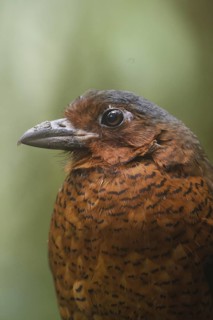 Giant Antpitta (Grallaria gigantea), Pichincha, Ecuador