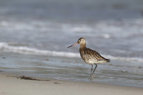 Pfuhlschnepfe; lat. Limosa lapponica; am Spülsaum gehend; Nordseestrand; Düne von Helgoland: